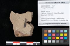 Foto (Objekt + Etikett) von Pinus goethana Unger (NHMW-GEO-2024-0188-0285)